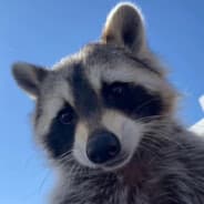 Zorbino Steam avatar